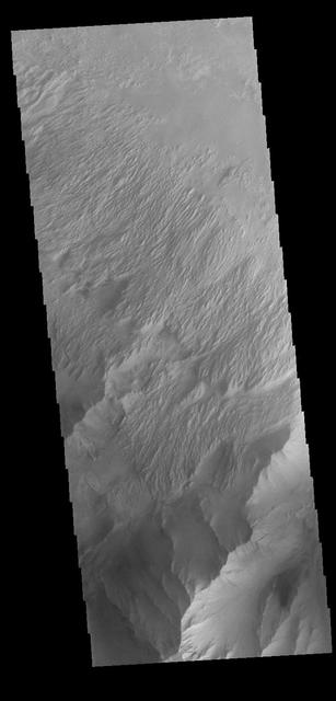 This VIS image shows part of the eastern end of Candor Chasma. The edge of the canyon is at the bottom of the image. The slopes of the chasma a eroded into a series of ridges and valleys. Winnowing of unconsolidated sediments by long term unidirectional winds can create these features. The ridge and valley system is called a yardang. Orbit Number: 74936 Latitude: -8.6632 Longitude: 294.841 Instrument: VIS Captured: 2018-11-05 12:02 https://photojournal.jpl.nasa.gov/catalog/PIA23012