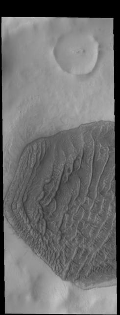 Today's VIS image shows a dune field on a crater floor in Terra Cimmeria. Dunes at high latitudes - near the polar caps - are affected by seasonal frost and ice. The interactions with frost/ice reduces the amount of movement of sand grains within the dunes. This changes the morphology of near polar dunes when compared to dunes at lower latitudes where ice/frost do not occur as frequently. This crater's latitude is 68 degrees south of the equator. Orbit Number: 75440 Latitude: -68.5479 Longitude: 163.063 Instrument: VIS Captured: 2018-12-16 23:56 https://photojournal.jpl.nasa.gov/catalog/PIA23035