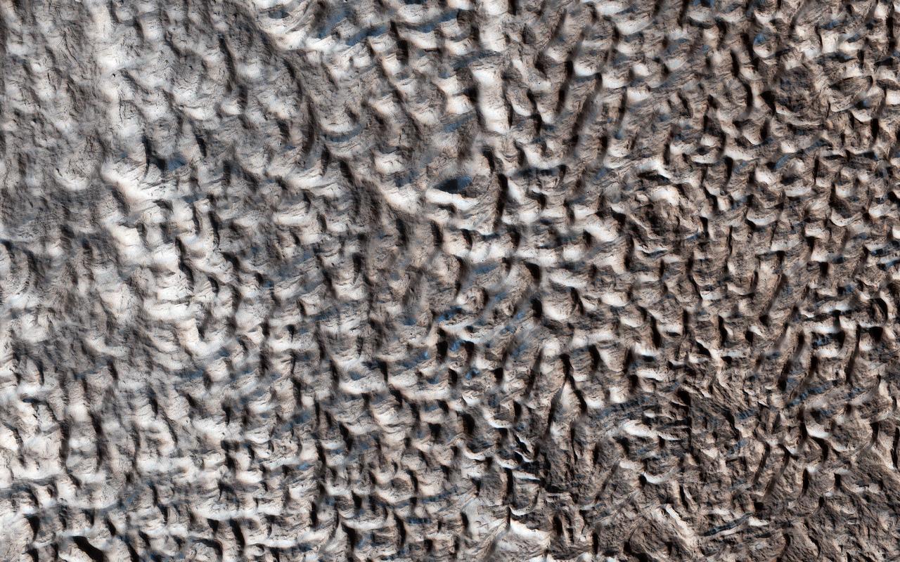 You are staring at one of the unsolved mysteries on Mars. This surface texture of interconnected ridges and troughs, referred to as "brain terrain" is found throughout the mid-latitude regions of Mars. (This image is in Protonilus Mensae.) This bizarrely textured terrain may be directly related to the water-ice that lies beneath the surface. One hypothesis is that when the buried water-ice sublimates (changes from a solid to a gas), it forms the troughs in the ice. The formation of these features might be an active process that is slowly occurring since HiRISE has yet to detect significant changes in these terrains. https://photojournal.jpl.nasa.gov/catalog/PIA23077