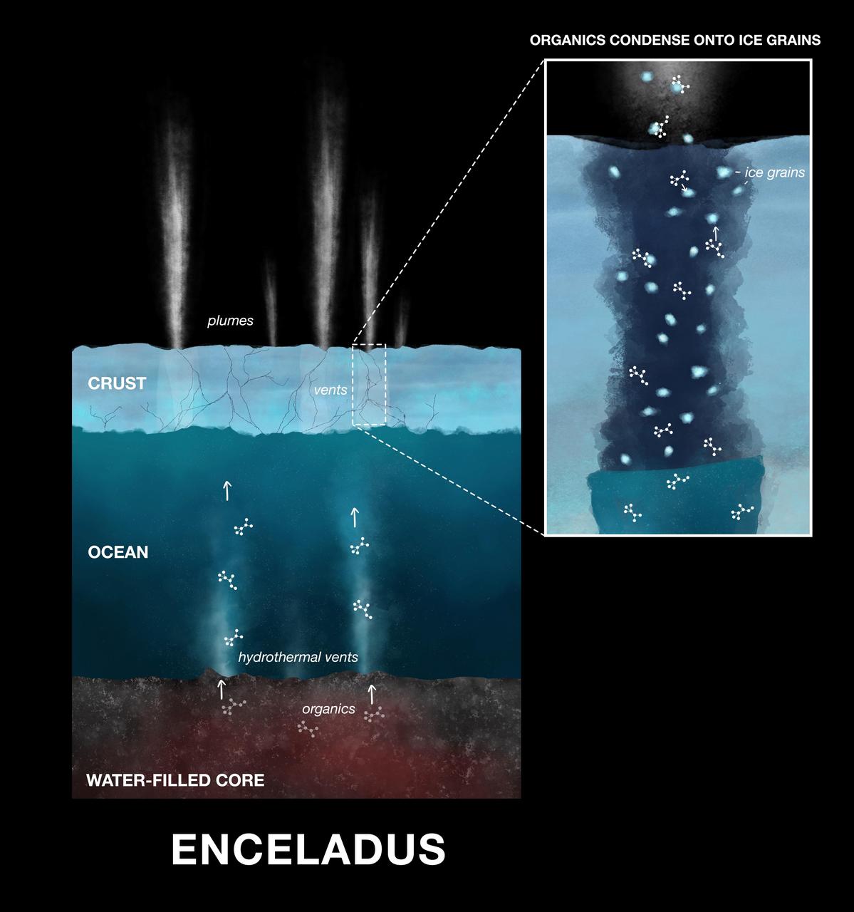 This illustration shows how newly discovered organic compounds — the ingredients of amino acids — were detected by NASA's Cassini spacecraft in the ice grains emitted from Saturn's moon Enceladus. Powerful hydrothermal vents eject material from Enceladus' core into the moon's massive subsurface ocean. After mixing with the water, the material is released into space as water vapor and ice grains. Condensed onto the ice grains are nitrogen- and oxygen-bearing organic compounds.  On Earth hydrothermal vents on the ocean floor provide the energy that fuels reactions that produce amino acids, the building blocks of life. Scientists believe Enceladus' hydrothermal vents may operate in the same way, supplying energy that leads to the production of amino acids.  https://photojournal.jpl.nasa.gov/catalog/PIA23173