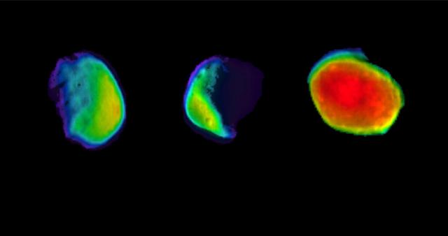 These are three different views of the Martian moon Phobos, as seen by NASA's 2001 Mars Odyssey orbiter using its infrared camera, Thermal Emission Imaging System (THEMIS). Each color represents a different temperature range. https://photojournal.jpl.nasa.gov/catalog/PIA23205