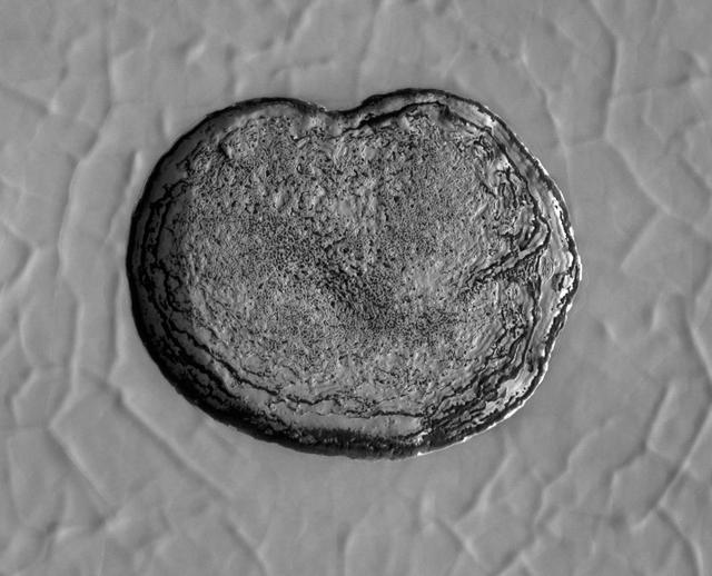 NASA image: HiRISE Spots CO2 Ice Sublimating