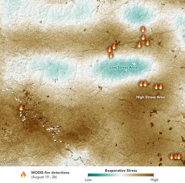 NASA's ECOsystem Spaceborne Thermal Radiometer Experiment on Space Station (ECOSTRESS) sensor measured the water-stress levels of plants when it passed over the Peruvian Amazon rainforest on Aug. 7, 2019, before the fires there began. The map shows areas of plants in distress (brown) and areas of less stress (blue). Water-stressed plants released measurably less water vapor into the air at the time of the summer fires. The fire icons represent fires imaged by NASA's Terra satellite between Aug. 19 and 26. The burn pattern reveals that the fires were concentrated in areas of highly water-stressed plants, pointing to how water-stressed plants can impact the spread of fires. The data may one day help NASA's Earth-observing missions predict the path of future forest or brush fires.  https://photojournal.jpl.nasa.gov/catalog/PIA23432