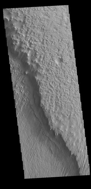 The lower elevation on the left side of this VIS image is part of Memnonia Sucli. The higher elevations to the right are on the upper part of a mesa that bounds the sulci. The image shows some of the extensive wind etched terrain in Memnonia Sulci, located south west of Olympus Mons. The linear ridges are called yardangs and form by wind removal of semi-cemented material. The ridges are parallel to wind direction, so the predominate winds that created the yardangs in this image blew NE/SW. Orbit Number: 78296 Latitude: -7.8302 Longitude: 186.694 Instrument: VIS Captured: 2019-08-09 04:54 https://photojournal.jpl.nasa.gov/catalog/PIA23471