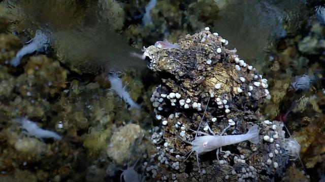 A seafloor vent called a "white smoker" spews mineral-rich water into the ocean and serves as an energy hub for living creatures. Some scientists think life on Earth may have begun around similar vents on the ocean floor billions of years ago. https://photojournal.jpl.nasa.gov/catalog/PIA23686