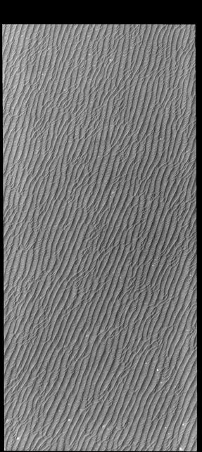 This VIS image of Olympia Undae was collected during north polar summer. Olympia Undae is a vast dune field in the north polar region of Mars. It consists of a broad sand sea or erg that partly rings the north polar cap from about 120° to 240°E longitude and 78° to 83°N latitude. The dune field covers an area of approximately 470,000 km2 (bigger than California, smaller than Texas). Olympia Undae is the largest continuous dune field on Mars. Olympia Undae is not the only dune field near the north polar cap, several other smaller fields exist in the same latitude, but in other ranges of longitude, e.g. Abolos and Siton Undae. Barchan and transverse dune forms are the most common. In regions with limited available sand individual barchan dunes will form, the surface beneath and between the dunes is visible. In regions with large sand supplies, the sand sheet covers the underlying surface, and dune forms are found modifying the surface of the sand sheet. In this case transverse dunes are more common. Barchan dunes "point" down wind, transverse dunes are more linear and form parallel to the wind direction. The "square" shaped transverse dunes in Olympia Undae are due to two prevailing wind directions.  Orbit Number: 80440 Latitude: 80.7922 Longitude: 225.187 Instrument: VIS Captured: 2020-02-01 18:23  https://photojournal.jpl.nasa.gov/catalog/PIA23833