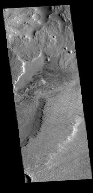 Today's VIS image shows the surface on the western margin of Zephyria Planum. Zephyria Planum is located south of Elysium Planitia. Long term winds have eroded the surface in this region. Features align with wind direction, and the multiple ridge orientations in this image indicate varying wind directions over time. Orbit Number: 80955 Latitude: -4.15683 Longitude: 154.144 Instrument: VIS Captured: 2020-03-15 03:38 https://photojournal.jpl.nasa.gov/catalog/PIA23907