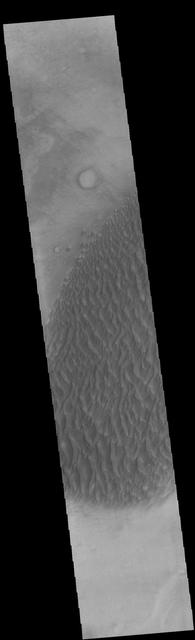 This image displays sand dunes within Proctor Crater. These dunes are composed of basaltic sand that has collected in the bottom of the crater. The topographic depression of the crater forms a sand trap that prevents the sand from escaping. Dune fields are common in the bottoms of craters on Mars and appear as dark splotches that lean up against the downwind walls of the craters. Dunes are useful for studying both the geology and meteorology of Mars. The sand forms by erosion of larger rocks, but it is unclear when and where this erosion took place on Mars or how such large volumes of sand could be formed. The dunes also indicate the local wind directions by their morphology. In this case, there are few clear slipfaces that would indicate the downwind direction. The crests of the dunes also typically run north-south in the image. This dune form indicates that there are probably two prevailing wind directions that run east and west (left to right and right to left). Orbit Number: 82145 Latitude: -47.5218 Longitude: 30.1064 Instrument: VIS Captured: 2020-06-21 03:00 https://photojournal.jpl.nasa.gov/catalog/PIA24142