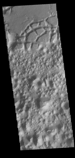 Today's VIS image is located in Margaritifer Terra near Eos Chasma. The ground in this region has been broken up into mesas and valleys, with the initial break up thought to be due to a release of groundwater. With continued erosion, the mesas become smaller and smaller, creating the jumble of hills seen at the bottom of this image. Orbit Number: 82609 Latitude: -16.5146 Longitude: 319.112 Instrument: VIS Captured: 2020-07-29 08:06 https://photojournal.jpl.nasa.gov/catalog/PIA24145