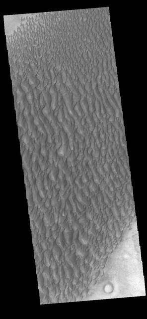 This image displays sand dunes within Proctor Crater. These dunes are composed of basaltic sand that has collected in the bottom of the crater. The topographic depression of the crater forms a sand trap that prevents the sand from escaping. Dune fields are common in the bottoms of craters on Mars and appear as dark splotches that lean up against the downwind walls of the craters. Dunes are useful for studying both the geology and meteorology of Mars. The sand forms by erosion of larger rocks, but it is unclear when and where this erosion took place on Mars or how such large volumes of sand could be formed. The dunes also indicate the local wind directions by their morphology. In this case, there are few clear slipfaces that would indicate the downwind direction. The crests of the dunes also typically run north-south in the image. This dune form indicates that there are probably two prevailing wind directions that run east and west (left to right and right to left). Proctor Crater is located in Noachis Terra and is 168 km (104 miles) in diameter. Orbit Number: 82719 Latitude: -47.5005 Longitude: 30.5331 Instrument: VIS Captured: 2020-08-07 09:19 https://photojournal.jpl.nasa.gov/catalog/PIA24152
