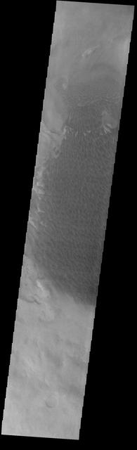 The large sand sheet with surface dune forms seen in this VIS image is located on the complex floor of Rabe Crater. The sand is likely derived by erosion into the deposit that fills most of the crater floor, creating a pit which hosts the dunes. This crater morphology is unique to Rabe Crater. Rabe Crater is located in Noachis Terra and is 108km in diameter (67 miles). Orbit Number: 82800 Latitude: -43.81 Longitude: 34.5453 Instrument: VIS Captured: 2020-08-14 00:54 https://photojournal.jpl.nasa.gov/catalog/PIA24158