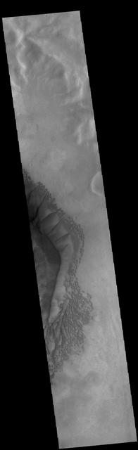 The complex dune forms in this VIS image are located on the floor of Russell Crater. The large ridge dune is unique to Russell Crater. Russell Crater is located in Noachis Terra and is 135km (83miles) in diameter.  Orbit Number: 82807 Latitude: -54.2373 Longitude: 13.1536 Instrument: VIS Captured: 2020-08-14 15:11  https://photojournal.jpl.nasa.gov/catalog/PIA24159