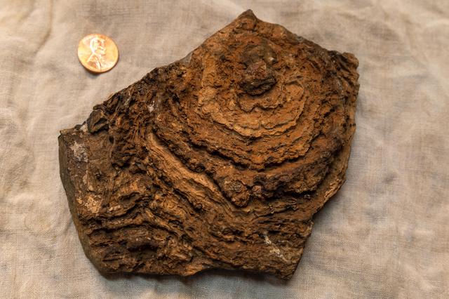 NASA image: Tumbiana Stromatolite
