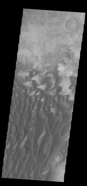 This VIS image is located in Kaiser Crater and shows many individual dunes. The crater floor is visible between the dunes, indicating that there is a limited sand supply creating the dunes. Local winds continue to move the sand dunes across the crater floor. There are two sides to a dune, the low angle slope of the windward face and the high angle slope of the leeward side. The steep side is called the slip face. Wind blows sand grains up the low angle slope of the dunes which then "fall down" the slip face. In this way the whole dune moves towards the slip face. The winds blow from the windward to the leeward side of the dunes. In this image the slip faces are on the left side of the dune, so the dunes are slowly moving to the left side of this image. Kaiser Crater is located in Noachis Terra.  Orbit Number: 83387 Latitude: -46.8031 Longitude: 19.7369 Instrument: VIS Captured: 2020-10-01 08:54  https://photojournal.jpl.nasa.gov/catalog/PIA24256