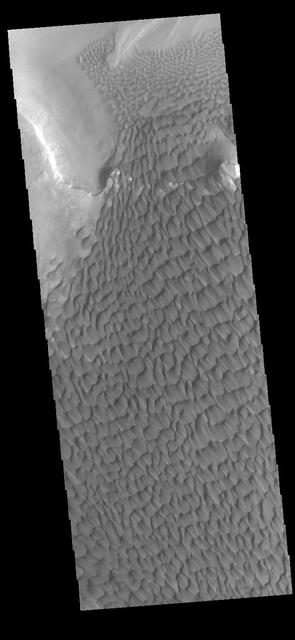 The large sand sheet with surface dune forms seen in this VIS image is located on the complex floor of Rabe Crater. The sand is likely derived by erosion into the deposit that fills most of the crater floor, creating a pit which hosts the dunes. This crater morphology is unique to Rabe Crater. Rabe Crater is located in Noachis Terra and is 108km in diameter (67 miles). Orbit Number: 83505 Latitude: -43.6272 Longitude: 34.5903 Instrument: VIS Captured: 2020-10-11 02:34 https://photojournal.jpl.nasa.gov/catalog/PIA24260