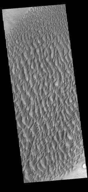 This image displays sand dunes within Proctor Crater. These dunes are composed of basaltic sand that has collected in the bottom of the crater. The topographic depression of the crater forms a sand trap that prevents the sand from escaping. Dune fields are common in the bottoms of craters on Mars and appear as dark splotches that lean up against the downwind walls of the craters. Dunes are useful for studying both the geology and meteorology of Mars. The sand forms by erosion of larger rocks, but it is unclear when and where this erosion took place on Mars or how such large volumes of sand could be formed. The dunes also indicate the local wind directions by their morphology. In this case, there are few clear slipfaces that would indicate the downwind direction. The crests of the dunes also typically run north-south in the image. This dune form indicates that there are probably two prevailing wind directions that run east and west (left to right and right to left). Orbit Number: 83605 Latitude: -47.5325 Longitude: 30.3915 Instrument: VIS Captured: 2020-10-19 08:09 https://photojournal.jpl.nasa.gov/catalog/PIA24276
