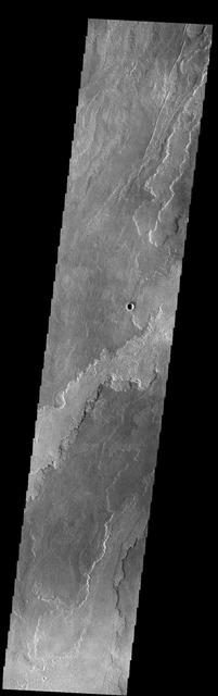 Today's VIS image shows a small portion of the immense lava flows that originated from Arsia Mons. Arsia Mons is the southernmost of the three large aligned volcanoes in the Tharsis region. Arsia Mons' last eruption was 10s of million years ago. The different surface textures are created by differences in the lava viscosity and cooling rates. The lobate margins of each flow can be traced back to the start of each flow — or to the point where they are covered by younger flows. Flows in Daedalia Planum can be as long as 180 km (111 miles). For comparison the longest Hawaiian lava flow is only 51 km (about 31 miles) long. The total area of Daedalia Planum is 2.9 million square km — more than four times the size of Texas. Orbit Number: 83991 Latitude: -22.4242 Longitude: 239.034 Instrument: VIS Captured: 2020-11-20 02:20 https://photojournal.jpl.nasa.gov/catalog/PIA24357
