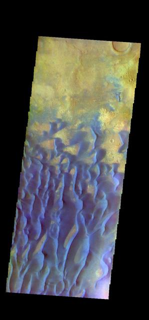 The THEMIS VIS camera contains 5 filters. The data from different filters can be combined in multiple ways to create a false color image. These false color images may reveal subtle variations of the surface not easily identified in a single band image. This false color image shows part of the floor of Kaiser Crater. Kaiser Crater is 207 km (129 miles) in diameter and is located in Noachis Terra west of Hellas Planitia. This sand dune field is one of several regions of sand dunes located in the southern part of the crater floor.  With enough wind and sand, sand dunes are formed. Dune morphology typically has a shallow slope on the side the wind is blowing from and a steep face on the other side. The lighter part of the dunes in this image are the steep slopes. Wind blows sand particles up the shallow slope and then the particles 'fall' off the crest of the dune down the steep side. With time, the constant wind will move the crest of the dune forward. Depending on the amount of available sand, dunes can grow to large heights and sizes. The dunes in this image are moving west - towards the left side of the image. Dark blue in this false color combination are typically basaltic sand.  Orbit Number: 83387 Latitude: -46.8031 Longitude: 19.7369 Instrument: VIS Captured: 2020-10-01 08:54  https://photojournal.jpl.nasa.gov/catalog/PIA24708