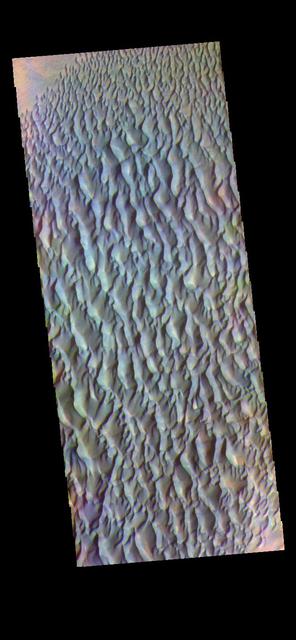The THEMIS VIS camera contains 5 filters. The data from different filters can be combined in multiple ways to create a false color image. These false color images may reveal subtle variations of the surface not easily identified in a single band image. Today's false color image shows sand dunes within Proctor Crater. These dunes are composed of basaltic sand that has collected in the bottom of the crater. The topographic depression of the crater forms a sand trap that prevents the sand from escaping. Dune fields are common in the bottoms of craters on Mars and appear as dark splotches that lean up against the downwind walls of the craters. Dunes are useful for studying both the geology and meteorology of Mars. The sand forms by erosion of larger rocks, but it is unclear when and where this erosion took place on Mars or how such large volumes of sand could be formed. The dunes also indicate the local wind directions by their morphology. In this case, there are few clear slipfaces that would indicate the downwind direction. The crests of the dunes also typically run north-south in the image. This dune form indicates that there are probably two prevailing wind directions that run east and west (left to right and right to left). Proctor Crater is located in Noachis Terra and is 172km (107miles) in diameter. Orbit Number: 83605 Latitude: -47.5325 Longitude: 30.3915 Instrument: VIS Captured: 2020-10-19 08:09 https://photojournal.jpl.nasa.gov/catalog/PIA24712