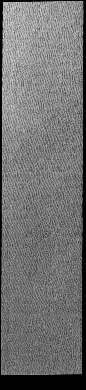 This VIS image of Olympia Undae was collected at the start polar spring. As the season changes into springtime, the dune crests are just starting to shed the winter frosts which completely hide the darker sand beneath. The density of dunes and the alignments of the dune crests varies with location, controlled by the amount of available sand and the predominant winds over time.  Olympia Undae is a vast dune field in the north polar region of Mars. It consists of a broad sand sea or erg that partly rings the north polar cap from about 120° to 240°E longitude and 78° to 83°N latitude. The dune field covers an area of approximately 470,000 km2 (bigger than California, smaller than Texas). Olympia Undae is the largest continuous dune field on Mars. Olympia Undae is not the only dune field near the north polar cap, several other smaller fields exist in the same latitude, but in other ranges of longitude, e.g. Abolos and Siton Undae. Barchan and transverse dune forms are the most common. In regions with limited available sand individual barchan dunes will form, the surface beneath and between the dunes is visible. In regions with large sand supplies, the sand sheet covers the underlying surface, and dune forms are found modifying the surface of the sand sheet. In this case transverse dunes are more common. Barchan dunes "point" down wind, transverse dunes are more linear and form parallel to the wind direction. The "square" shaped transverse dunes in Olympia Undae are due to two prevailing wind directions.  Orbit Number: 85826 Latitude: 80.894 Longitude: 222.032 Instrument: VIS Captured: 2021-04-20 05:51  https://photojournal.jpl.nasa.gov/catalog/PIA24878
