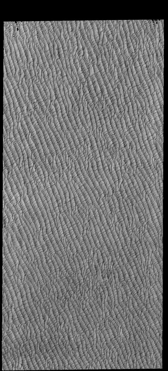 This VIS image of Olympia Undae was collected in the middle of north polar spring. As the season changes into summertime, the dune crests will lose all the winter frosts, completely revealing the darker sand beneath. The density of dunes and the alignments of the dune crests varies with location, controlled by the amount of available sand and the predominant winds over time.  Olympia Undae is a vast dune field in the north polar region of Mars. It consists of a broad sand sea or erg that partly rings the north polar cap from about 120° to 240°E longitude and 78° to 83°N latitude. The dune field covers an area of approximately 470,000 km2 (bigger than California, smaller than Texas). Olympia Undae is the largest continuous dune field on Mars. Olympia Undae is not the only dune field near the north polar cap, several other smaller fields exist in the same latitude, but in other ranges of longitude, e.g. Abolos and Siton Undae. Barchan and transverse dune forms are the most common. In regions with limited available sand individual barchan dunes will form, the surface beneath and between the dunes is visible. In regions with large sand supplies, the sand sheet covers the underlying surface, and dune forms are found modifying the surface of the sand sheet. In this case transverse dunes are more common. Barchan dunes "point" down wind, transverse dunes are more linear and form parallel to the wind direction. The "square" shaped transverse dunes in Olympia Undae are due to two prevailing wind directions.  Orbit Number: 86712 Latitude: 80.9536 Longitude: 222.236 Instrument: VIS Captured: 2021-07-02 04:40  https://photojournal.jpl.nasa.gov/catalog/PIA24991