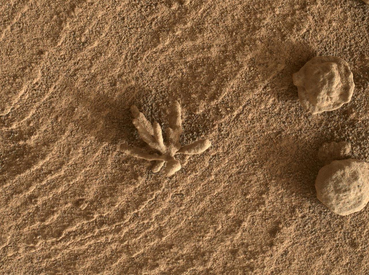 Smaller than a penny, the flower-like rock artifact on the left was imaged by NASA's Curiosity Mars rover using its Mars Hand Lens Imager (MAHLI) camera on the end of its robotic arm. The image was taken on Feb. 24, 2022, the 3,396th Martian day, or sol, of the mission. The "flower," along with the spherical rock artifacts seen to the right, were made in the ancient past when minerals carried by water cemented the rock. Figure 1 shows a tighter view of the flower-like feature.  Curiosity has in the past discovered a diverse assortment of similar small features that formed when mineralizing fluids traveled through conduits in the rock. Images of such features are helping scientists understand more about the prolonged history of liquid water in Gale Crater.  https://photojournal.jpl.nasa.gov/catalog/PIA25077