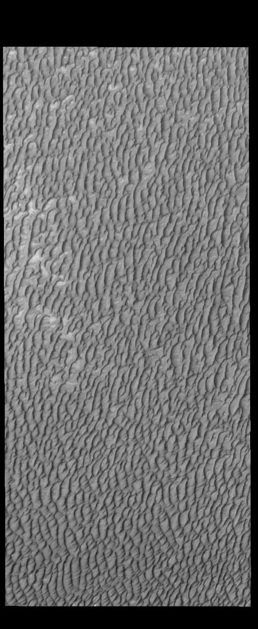 This VIS image of Olympia Undae was collected at the middle of north polar summer. The density of dunes and the alignments of the dune crests varies with location, controlled by the amount of available sand and the predominant winds over time.  Olympia Undae is a vast dune field in the north polar region of Mars. It consists of a broad sand sea or erg that partly rings the north polar cap from about 120° to 240°E longitude and 78° to 83°N latitude. The dune field covers an area of approximately 470,000 km2 (bigger than California, smaller than Texas). Olympia Undae is the largest continuous dune field on Mars. Olympia Undae is not the only dune field near the north polar cap, several other smaller fields exist in the same latitude, but in other ranges of longitude, e.g. Abolos and Siton Undae. Barchan and transverse dune forms are the most common. In regions with limited available sand individual barchan dunes will form, the surface beneath and between the dunes is visible. In regions with large sand supplies, the sand sheet covers the underlying surface, and dune forms are found modifying the surface of the sand sheet. In this case transverse dunes are more common. Barchan dunes "point" down wind, transverse dunes are more linear and form parallel to the wind direction. The "square" shaped transverse dunes in Olympia Undae are due to two prevailing wind directions.  Orbit Number: 88180 Latitude: 80.9111 Longitude: 135.309 Instrument: VIS Captured: 2021-10-31 01:32  https://photojournal.jpl.nasa.gov/catalog/PIA25158