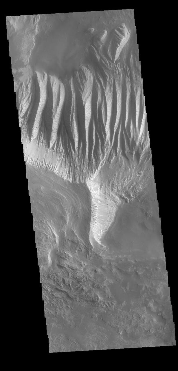 Today's VIS image shows part of the large hill near the eastern edge of Candor Chasma. Layering is visible toward the bottom of the image. The sides of the hill are deeply incised by erosion, probably including both wind and water processes. Candor Chasma is one of the largest canyons that make up Valles Marineris. It is approximately 810 km long (503 miles) and has is divided into two regions - eastern and western Candor. Candor is located south of Ophir Chasma and north of Melas Chasma. The border with Melas Chasma contains many large landslide deposits. The floor of Candor Chasma includes a variety of landforms, including layered deposits, dunes, landslide deposits and steep sided cliffs and mesas. Many forms of erosion have shaped Candor Chasma. There is evidence of wind and water erosion, as well as significant gravity driven mass wasting (landslides).  Orbit Number: 88687 Latitude: -7.91852 Longitude: 294.829 Instrument: VIS Captured: 2021-12-11 18:58  https://photojournal.jpl.nasa.gov/catalog/PIA25202