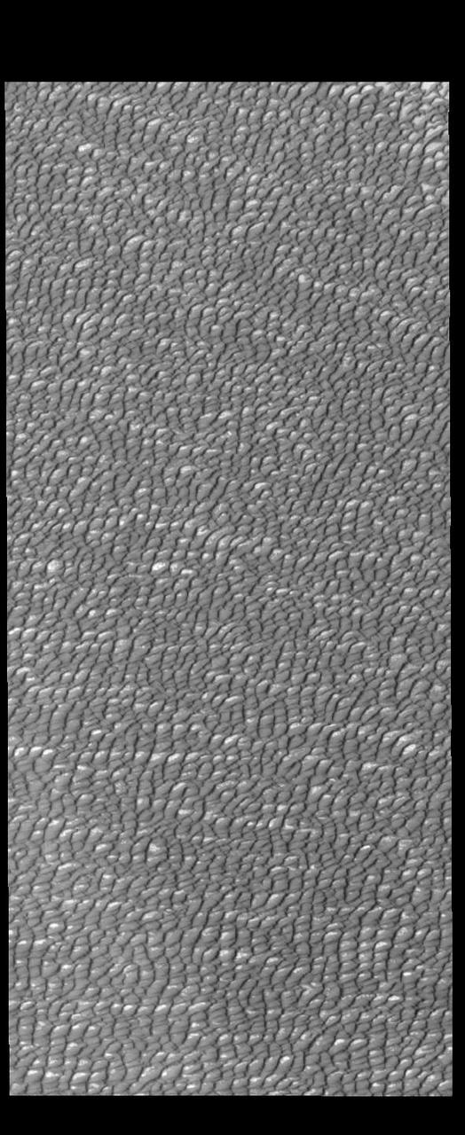 This VIS image of Olympia Undae was collected during north polar summer. The dune crests have completely lost the winter frosts, revealing the dark sand. The density of dunes and the alignments of the dune crests varies with location, controlled by the amount of available sand and the predominant winds over time.  Olympia Undae is a vast dune field in the north polar region of Mars. It consists of a broad sand sea or erg that partly rings the north polar cap from about 120° to 240°E longitude and 78° to 83°N latitude. The dune field covers an area of approximately 470,000 km2 (bigger than California, smaller than Texas). Olympia Undae is the largest continuous dune field on Mars. Olympia Undae is not the only dune field near the north polar cap, several other smaller fields exist in the same latitude, but in other ranges of longitude, e.g. Abolos and Siton Undae. Barchan and transverse dune forms are the most common. In regions with limited available sand individual barchan dunes will form, the surface beneath and between the dunes is visible. In regions with large sand supplies, the sand sheet covers the underlying surface, and dune forms are found modifying the surface of the sand sheet. In this case transverse dunes are more common. Barchan dunes "point" down wind, transverse dunes are more linear and form parallel to the wind direction. The "square" shaped transverse dunes in Olympia Undae are due to two prevailing wind directions.  Orbit Number: 87767 Latitude: 81.8559 Longitude: 167.732 Instrument: VIS Captured: 2021-09-27 01:24  https://photojournal.jpl.nasa.gov/catalog/PIA25269