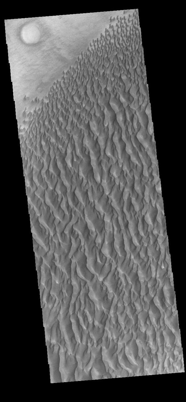 This VIS image displays sand dunes within Proctor Crater. These dunes are composed of basaltic sand that has collected in the bottom of the crater. The topographic depression of the crater forms a sand trap that prevents the sand from escaping. Dune fields are common in the bottoms of craters on Mars and appear as dark splotches that often lean up against the downwind walls of the craters. Dunes are useful for studying both the geology and meteorology of Mars. The sand forms by erosion of larger rocks, but it is unclear when and where this erosion took place on Mars or how such large volumes of sand could be formed. The dunes also indicate the local wind directions by their morphology. In this case, there are few clear slipfaces that would indicate the downwind direction. The crests of the dunes also typically run north-south in the image. This dune form indicates that there are probably two prevailing wind directions that run east and west (left to right and right to left). Proctor Crater is located in Noachis Terra and is 168 km (104 miles) in diameter. Orbit Number: 90069 Latitude: -47.5035 Longitude: 30.2656 Instrument: VIS Captured: 2022-04-04 13:50 https://photojournal.jpl.nasa.gov/catalog/PIA25469