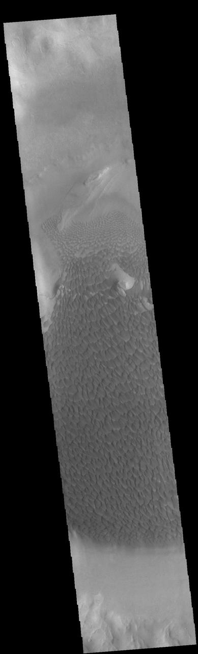 Today's VIS image shows part of the floor of Rabe Crater. Located in Noachis Terra, Rabe Crater is 108 km (67 miles) across. Dunes cover the majority of this image of Rabe Crater. As the dunes are created by wind action the forms of the dunes record the wind direction. Dunes will have a long low angle component and a short high angle side. The steep side is called the slip face. The wind blows up the long side of the dune. In this VIS image the slip faces are illuminated more than the longer side. In this part of the crater the winds were generally moving from the lower right corner of the image towards the upper left. Craters of similar size as Rabe Crater often have flat floors. Rabe Crater has some areas of flat floor, but also has a large complex pit occupying a substantial part of the floor. The interior fill of the crater is thought to be layered sediments created by wind and or water action. The pit is eroded into this material. The eroded materials appear to have stayed within the crater forming a large sand sheet with surface dune forms as well as individual dunes where the crater floor is visible. Several other craters in this region have complex floors with pits. Orbit Number: 90256 Latitude: -43.5412 Longitude: 34.6619 Instrument: VIS Captured: 2022-04-19 23:24 https://photojournal.jpl.nasa.gov/catalog/PIA25470