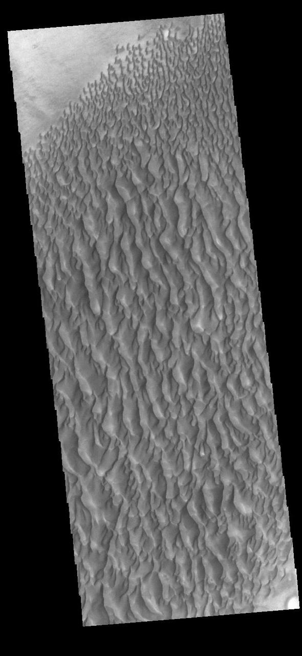 This VIS image displays sand dunes within Proctor Crater. These dunes are composed of basaltic sand that has collected in the bottom of the crater. The topographic depression of the crater forms a sand trap that prevents the sand from escaping. Dune fields are common in the bottoms of craters on Mars and appear as dark splotches that lean up against the downwind walls of the craters. Dunes are useful for studying both the geology and meteorology of Mars. The sand forms by erosion of larger rocks, but it is unclear when and where this erosion took place on Mars or how such large volumes of sand could be formed. The dunes also indicate the local wind directions by their morphology. In this case, there are few clear slipfaces that would indicate the downwind direction. The crests of the dunes also typically run north-south in the image. This dune form indicates that there are probably two prevailing wind directions that run east and west (left to right and right to left). Proctor Crater is located in Noachis Terra and is 168 km (104 miles) in diameter. Orbit Number: 90356 Latitude: -47.4835 Longitude: 30.3891 Instrument: VIS Captured: 2022-04-28 05:00 https://photojournal.jpl.nasa.gov/catalog/PIA25475