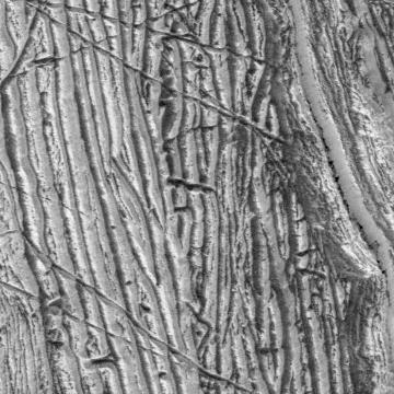       This close-up composite of images captured by NASA's Galileo spacecraft in the 1990s shows the crust of Jupiter's moon Europa. These are the kind of features studied by scientists who recently modeled how moonquakes may trigger landslides on icy moons circling Jupiter and Saturn.      Visible here is a juxtaposition of features: possible fault scarps (like those found on Earth when tectonic activity breaks the crust) adjacent to smooth areas that may have been produced by landslide material.      NASA's Jet Propulsion Laboratory in Southern California managed the mission for the agency. JPL is a division of Caltech in Pasadena, California.  https://photojournal.jpl.nasa.gov/catalog/PIA25499