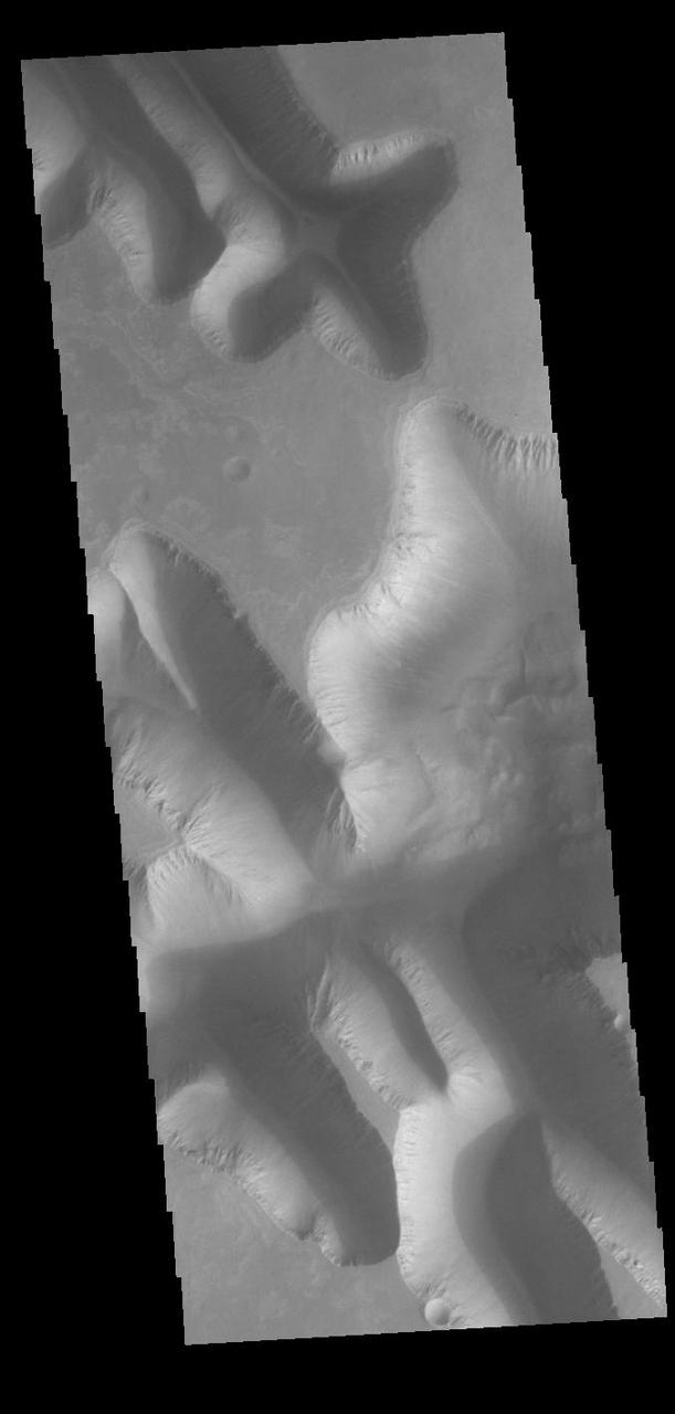 Today's VIS image shows part of Louros Valles on the southern part of Ius Chasma. Louros Valles is a region of mega gullies the empty into Ius Chasma. Ius Chasma is unique from the other chasmata of Valles Marineris in possessing mega gullies on both sides of the chasma. The largest mega gullies are located in Sinai Planum, dissecting those plains and emptying into the canyon. Mega gullies are thought to be sapping channels caused by groundwater flow and erosion. The Earth analog is springs – water that flows underground and then breaches the surface creating channels. The morphology of the Mars gullies mirrors terrestrial springs. The channel is fairly uniform in width and the "head" of the channel is rounded like an amphiteater. The channel lengthens by erosion at the "head" backwards as the surface where the spring emerges is undercut. For Mars it is theorized that subsurface water would stay liquid due to underground heating. Ius Chasma is at the western end of Valles Marineris, south of Tithonium Chasma. Valles Marineris is over 4000 kilometers long, wider than the United States. Ius Chasma is almost 850 kilometers long (528 miles), 120 kilometers wide and over 8 kilometers deep. In comparison, the Grand Canyon in Arizona is about 175 kilometers long, 30 kilometers wide, and only 2 kilometers deep. Orbit Number: 90809 Latitude: -8.38091 Longitude: 275.49 Instrument: VIS Captured: 2022-06-04 12:25 https://photojournal.jpl.nasa.gov/catalog/PIA25512