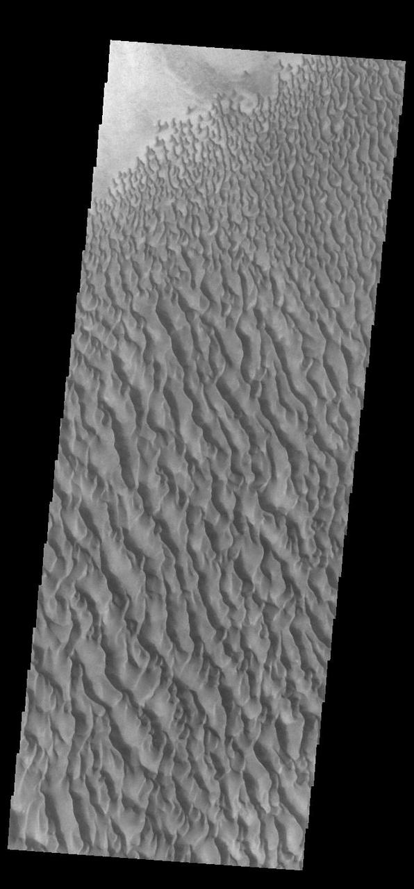 This VIS image shows sand dunes within Proctor Crater. These dunes are composed of basaltic sand that has collected in the bottom of the crater. The topographic depression of the crater forms a sand trap that prevents the sand from escaping. Dune fields are common in the bottoms of craters on Mars and appear as dark splotches that often lean up against the downwind walls of the craters. Dunes are useful for studying both the geology and meteorology of Mars. The sand forms by erosion of larger rocks, but it is unclear when and where this erosion took place on Mars or how such large volumes of sand could be formed. The dunes also indicate the local wind directions by their morphology. In this case, there are few clear slipfaces that would indicate the downwind direction. The crests of the dunes also typically run north-south in the image. This dune form indicates that there are probably two prevailing wind directions that run east and west (left to right and right to left). Proctor Crater is located in Noachis Terra and is 168 km (104 miles) in diameter. Orbit Number: 91373 Latitude: -47.4558 Longitude: 30.4026 Instrument: VIS Captured: 2022-07-20 22:18 https://photojournal.jpl.nasa.gov/catalog/PIA25537