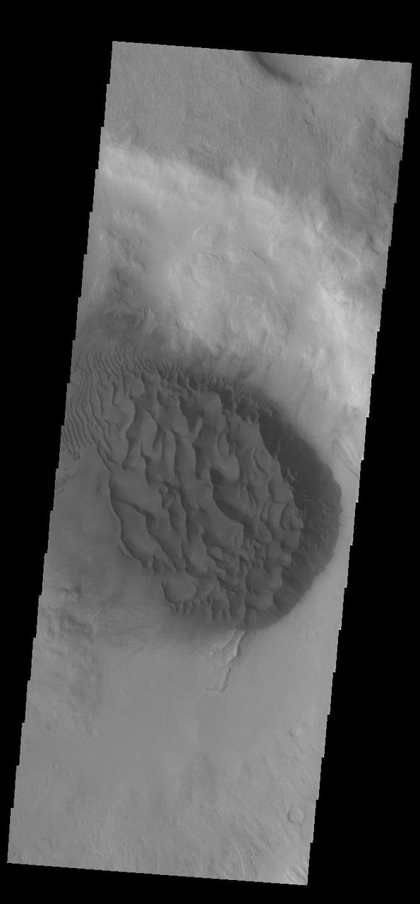 This VIS image shows a large sand sheet with surface dune forms as well as smaller sand dunes within an unnamed crater in Noachis Terra. These dunes are composed of basaltic sand that has collected in the bottom of the crater. The topographic depression of the crater forms a sand trap that prevents the sand from escaping. Dune fields are common in the bottoms of craters on Mars and appear as dark splotches that often lean up against the downwind walls of the craters. Dunes are useful for studying both the geology and meteorology of Mars. The sand forms by erosion of larger rocks, but it is unclear when and where this erosion took place on Mars or how such large volumes of sand could be formed. The dunes also indicate the local wind directions by their morphology. Orbit Number: 91585 Latitude: -48.766 Longitude: 34.0294 Instrument: VIS Captured: 2022-08-07 09:15 https://photojournal.jpl.nasa.gov/catalog/PIA25576