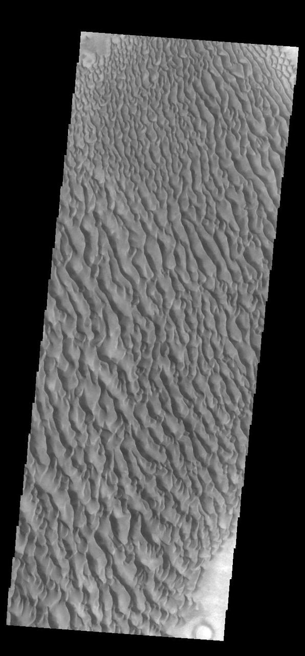 This VIS image displays sand dunes within Proctor Crater. These dunes are composed of basaltic sand that has collected in the bottom of the crater. The topographic depression of the crater forms a sand trap that prevents the sand from escaping. Dune fields are common in the bottoms of craters on Mars and appear as dark splotches that often lean up against the downwind walls of the craters. Dunes are useful for studying both the geology and meteorology of Mars. The sand forms by erosion of larger rocks, but it is unclear when and where this erosion took place on Mars or how such large volumes of sand could be formed. The dunes also indicate the local wind directions by their morphology. In this case, there are few clear slipfaces that would indicate the downwind direction. The crests of the dunes also typically run north-south in the image. This dune form indicates that there are probably two prevailing wind directions that run east and west (left to right and right to left). Proctor Crater is located in Noachis Terra and is 168 km (104 miles) in diameter. Orbit Number: 91660 Latitude: -47.4832 Longitude: 30.5852 Instrument: VIS Captured: 2022-08-13 13:28 https://photojournal.jpl.nasa.gov/catalog/PIA25616
