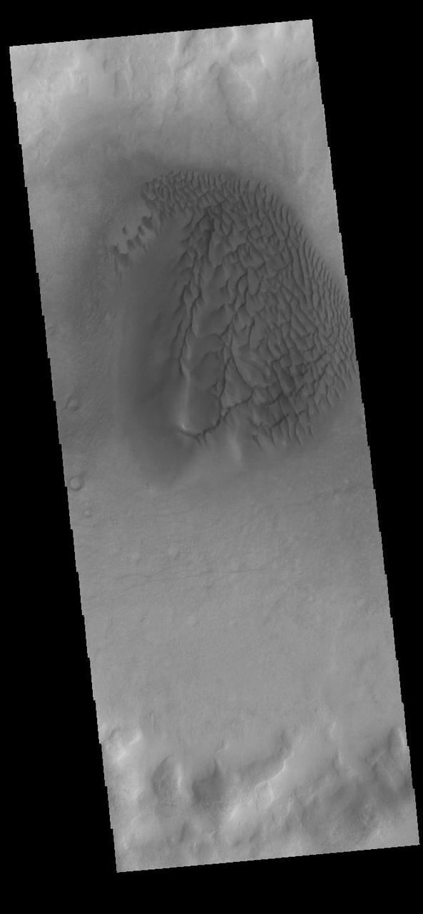 This VIS image shows a sand sheet with surface dune forms as well as smaller sand dunes within an unnamed crater in Noachis Terra. These dunes are composed of basaltic sand that has collected in the bottom of the crater. The topographic depression of the crater forms a sand trap that prevents the sand from escaping. Dune fields are common in the bottoms of craters on Mars and appear as dark splotches that often lean up against the downwind walls of the craters. Dunes are useful for studying both the geology and meteorology of Mars. The sand forms by erosion of larger rocks, but it is unclear when and where this erosion took place on Mars or how such large volumes of sand could be formed. The dunes also indicate the local wind directions by their morphology. Orbit Number: 91766 Latitude: -52.1525 Longitude: 33.3362 Instrument: VIS Captured: 2022-08-22 07:22 https://photojournal.jpl.nasa.gov/catalog/PIA25641