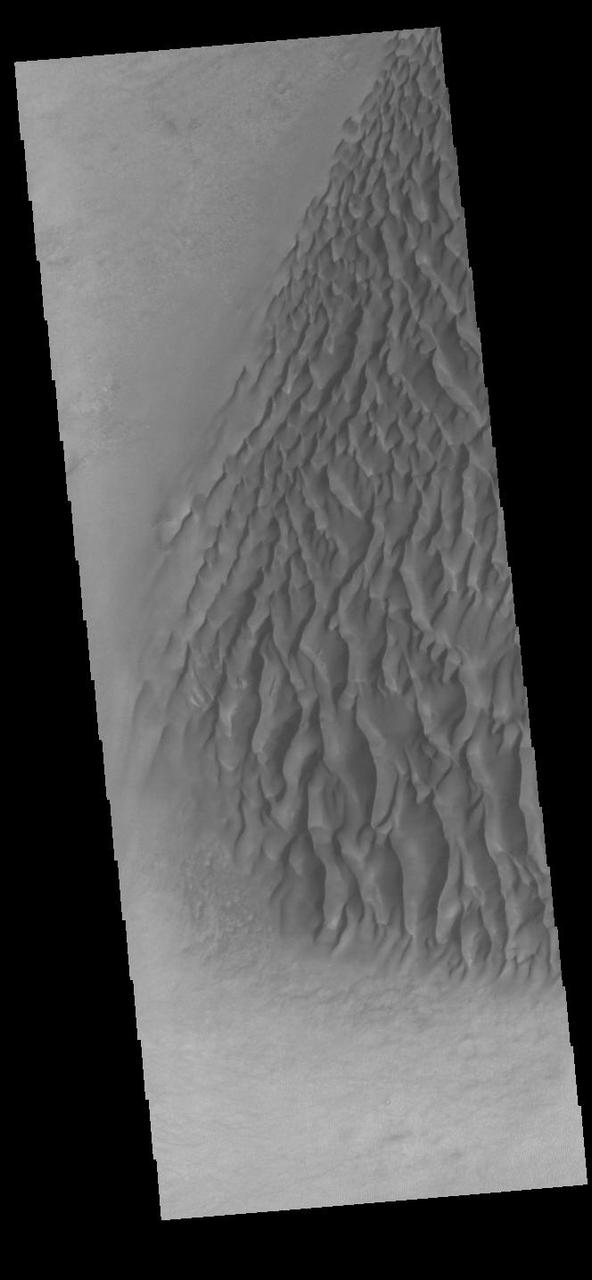 This VIS image displays sand dunes within Proctor Crater. These dunes are composed of basaltic sand that has collected in the bottom of the crater. The topographic depression of the crater forms a sand trap that prevents the sand from escaping. Dune fields are common in the bottoms of craters on Mars and appear as dark splotches that often lean up against the downwind walls of the craters. Dunes are useful for studying both the geology and meteorology of Mars. The sand forms by erosion of larger rocks, but it is unclear when and where this erosion took place on Mars or how such large volumes of sand could be formed. The dunes also indicate the local wind directions by their morphology. In this case, there are few clear slipfaces that would indicate the downwind direction. The crests of the dunes also typically run north-south in the image. This dune form indicates that there are probably two prevailing wind directions that run east and west (left to right and right to left). Proctor Crater is located in Noachis Terra and is 168 km (104 miles) in diameter. Orbit Number: 91816 Latitude: -47.7614 Longitude: 29.9278 Instrument: VIS Captured: 2022-08-26 10:12 https://photojournal.jpl.nasa.gov/catalog/PIA25646