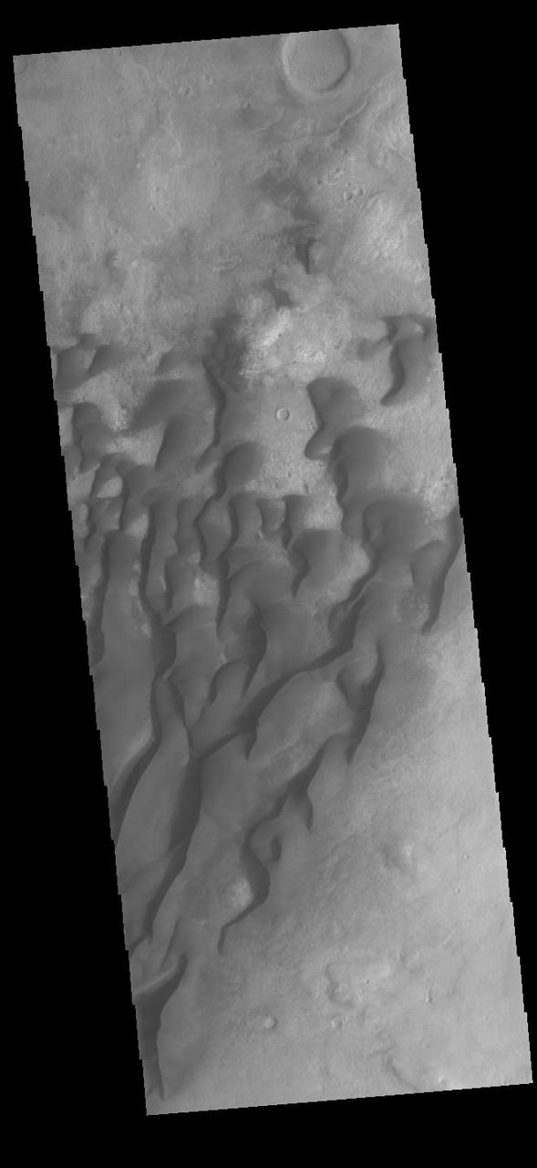 This VIS image is located in Kaiser Crater and shows many individual dunes. This sand dune field is one of several regions of sand dunes located on the southern part of the crater floor. The crater floor is visible between the dunes, indicating that there is a limited sand supply creating the dunes. These dunes are composed of basaltic sand that has collected in the bottom of the crater. The topographic depression of the crater forms a sand trap that prevents the sand from escaping. Dune fields are common in the bottoms of craters on Mars and appear as dark splotches that often lean up against the downwind walls of the craters. Dunes are useful for studying both the geology and meteorology of Mars. The sand forms by erosion of larger rocks, but it is unclear when and where this erosion took place on Mars or how such large volumes of sand could be formed. Local winds continue to move the sand dunes across the crater floor. There are two sides to a dune, the low angle slope of the windward face and the high angle slope of the leeward side. The steep side is called the slip face. Wind blows sand grains up the low angle slope of the dunes which then "fall down" the slip face. In this way the whole dune moves towards the slip face. The winds blow from the windward to the leeward side of the dunes. In this image the slip faces are on the left side of the dune, so the dunes are slowly moving to the left side of this image. Kaiser Crater is 207km in diameter (129 miles) and is located in Noachis Terra west of Hellas Planitia.  Orbit Number: 92016 Latitude: -46.8341 Longitude: 19.8564 Instrument: VIS Captured: 2022-09-11 21:26  https://photojournal.jpl.nasa.gov/catalog/PIA25719