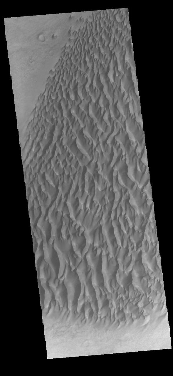 This VIS image displays sand dunes within Proctor Crater. These dunes are composed of basaltic sand that has collected in the bottom of the crater. The topographic depression of the crater forms a sand trap that prevents the sand from escaping. Dune fields are common in the bottoms of craters on Mars and appear as dark splotches that often lean up against the downwind walls of the craters. Dunes are useful for studying both the geology and meteorology of Mars. The sand forms by erosion of larger rocks, but it is unclear when and where this erosion took place on Mars or how such large volumes of sand could be formed. The dunes also indicate the local wind directions by their morphology. In this case, there are few clear slipfaces that would indicate the downwind direction. The crests of the dunes also typically run north-south in the image. This dune form indicates that there are probably two prevailing wind directions that run east and west (left to right and right to left). Proctor Crater is located in Noachis Terra and is 168 km (104 miles) in diameter. Orbit Number: 92103 Latitude: -47.6832 Longitude: 30.1021 Instrument: VIS Captured: 2022-09-19 01:21 https://photojournal.jpl.nasa.gov/catalog/PIA25746