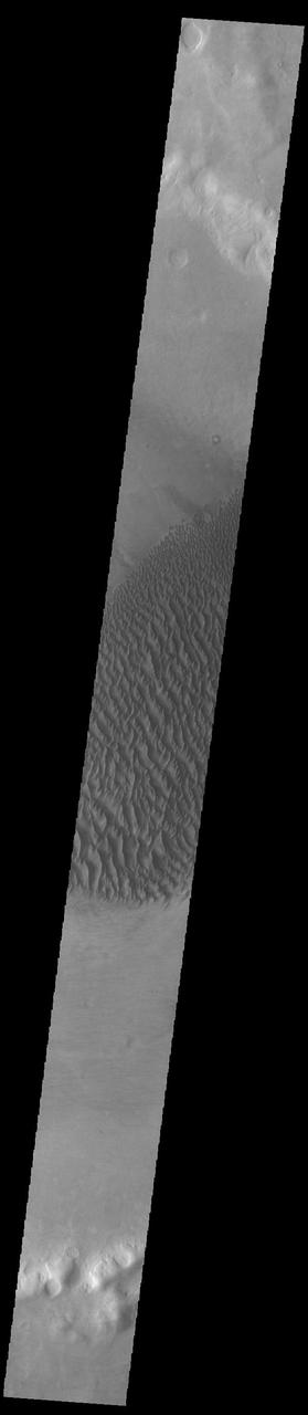 This VIS image displays sand dunes within Proctor Crater. These dunes are composed of basaltic sand that has collected in the bottom of the crater. The topographic depression of the crater forms a sand trap that prevents the sand from escaping. Dune fields are common in the bottoms of craters on Mars and appear as dark splotches that often lean up against the downwind walls of the craters. Dunes are useful for studying both the geology and meteorology of Mars. The sand forms by erosion of larger rocks, but it is unclear when and where this erosion took place on Mars or how such large volumes of sand could be formed. The dunes also indicate the local wind directions by their morphology. In this case, there are few clear slipfaces that would indicate the downwind direction. The crests of the dunes also typically run north-south in the image. This dune form indicates that there are probably two prevailing wind directions that run east and west (left to right and right to left). Proctor Crater is located in Noachis Terra and is 168 km (104 miles) in diameter. Orbit Number: 93120 Latitude: -47.5698 Longitude: 30.2743 Instrument: VIS Captured: 2022-12-11 18:38 https://photojournal.jpl.nasa.gov/catalog/PIA25819