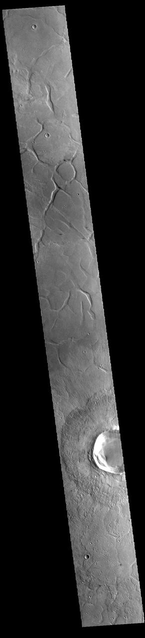 Today's VIS image shows part of southern Utopia Planitia. The irregular channel features are called Adamas Labyrinthus. Adamas Labyrinthus is approximately 853km (530 miles) along it's widest part. Orbit Number: 93897 Latitude: 35.6024 Longitude: 102.309 Instrument: VIS Captured: 2023-02-13 19:00 https://photojournal.jpl.nasa.gov/catalog/PIA25905