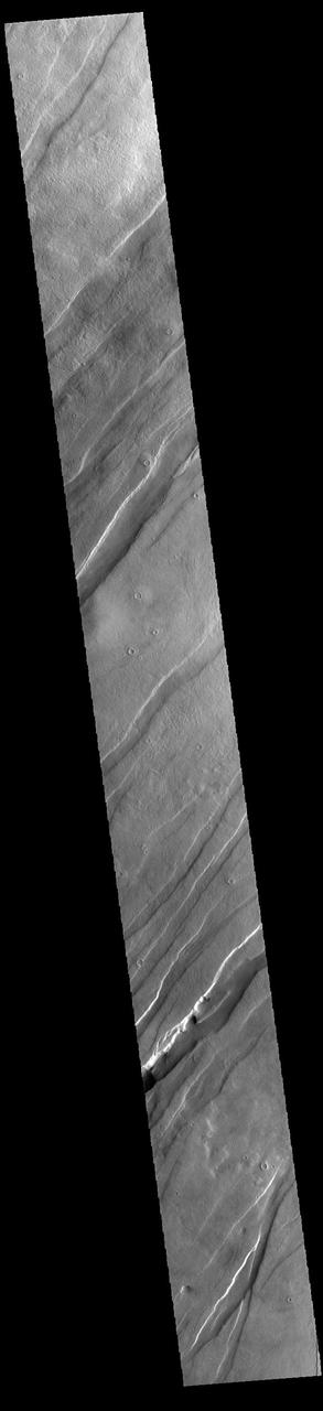 Today's VIS image shows a portion of Tantalus Fossae. The linear features are tectonic graben. Graben are formed by extension of the crust and faulting. When large amounts of pressure or tension are applied to rocks on timescales that are fast enough that the rock cannot respond by deforming, the rock breaks along faults. In the case of a graben, two parallel faults are formed by extension of the crust and the rock in between the faults drops downward into the space created by the extension. Numerous sets of graben are visible in this THEMIS image, trending from north-northeast to south-southwest. Because the faults defining the graben are formed perpendicular to the direction of the applied stress, we know that extensional forces were pulling the crust apart in the west-northwest/east-southeast direction. The large number of graben around Alba Mons is generally believed to be the result of extensional forces associated with the uplift of the volcano. Tantalus Fossae is 2361 km (1467 miles) long. Orbit Number: 93854 Latitude: 44.7334 Longitude: 261.223 Instrument: VIS Captured: 2023-02-10 06:05 https://photojournal.jpl.nasa.gov/catalog/PIA25922