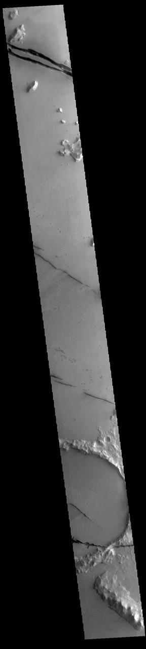 Today's VIS image shows a section of Cerberus Fossae. Cerberus Fossae are located in Elysium Planitia, southeast of the Elysium Mons volcanic complex. The linear features in the image are tectonic graben. Graben are formed by extension of the crust and faulting. When large amounts of pressure or tension are applied to rocks on timescales that are fast enough that the rock cannot respond by deforming, the rock breaks along faults. In the case of a graben, two parallel faults are formed by extension of the crust and the rock in between the faults drops downward into the space created by the extension. Numerous sets of graben are visible in this THEMIS image, trending from north-northwest to south-southeast. Because the faults defining the graben are formed perpendicular to the direction of the applied stress, we know that extensional forces were pulling the crust apart in the east-northeast/west-southwest direction. The Cerberus Fossae graben are sources of both channels and significant volcanic flows. Cerberus Fossae cuts across features such as hills, indicating the relative youth of the tectonic activity. Orbit Number: 93945 Latitude: 8.24256 Longitude: 161.492 Instrument: VIS Captured: 2023-02-17 17:42 https://photojournal.jpl.nasa.gov/catalog/PIA25933