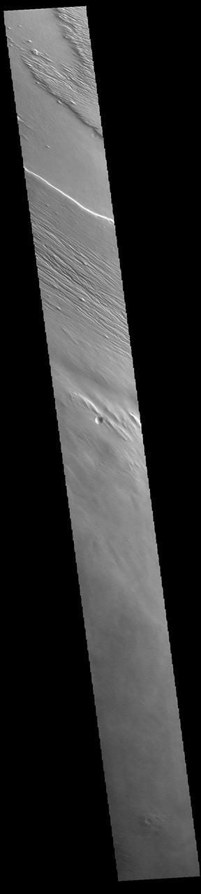 Today's VIS image shows a region of wind etched materials. In regions of poorly cemented surface materials it is possible to create large features due to just the action of the wind. The equatorial region between Olympus Mons and Apollinaris Mons is dominated by wind etched regions. The direction of the wind aligns with the ridges and valleys. The dominant wind direction in this region is southeast to northwest; however, other wind directions can occur within a localized region. Orbit Number: 94405 Latitude: -0.344951 Longitude: 212.207 Instrument: VIS Captured: 2023-03-27 14:40 https://photojournal.jpl.nasa.gov/catalog/PIA26026