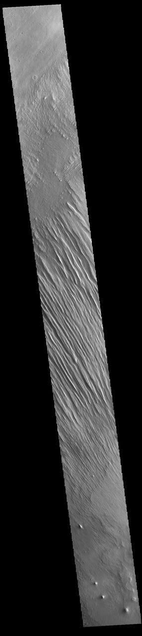 Today's VIS image shows some of the extensive wind etched terrain in Memnonia Sulci, located east of Apollinaris Mons. Memnonia Sulci is part of the Medusae Fossae Formation, a region of soft, easily eroded deposits that extends for nearly 5000km (3106 miles) along the equator of Mars between Olympus Mons and Apollinaris Mons. In this region, like many others throughout the Medusae Fossae Formation, the surface has been eroded by the wind into a series of linear ridges called yardangs. The ridges generally point in direction of the prevailing winds that carved them, so the predominate winds that created the yardangs in this image blew NW/SE. The easily eroded nature of the Medusae Fossae Formation suggests that it is composed of weakly cemented particles, and was most likely formed by the deposition of wind-blown dust or volcanic ash. Orbit Number: 94406 Latitude: -5.66737 Longitude: 184.045 Instrument: VIS Captured: 2023-03-27 16:37 https://photojournal.jpl.nasa.gov/catalog/PIA26027
