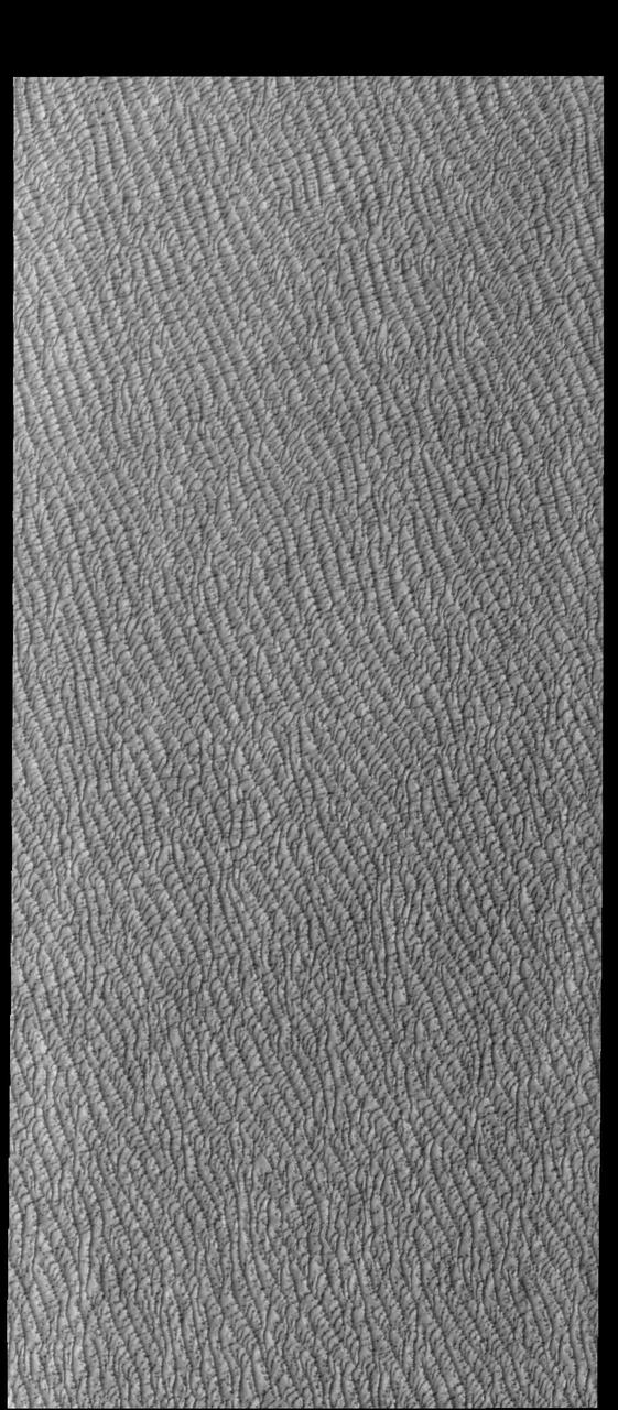 This VIS image of Olympia Undae was collected during north polar spring. The dunes are still partially covered by the winter frosts; as the region heats up the frost will dissipate to reveal the dark sand beneath. The density of dunes and the alignments of the dune crests varies with location, controlled by the amount of available sand and the predominant winds over time. Olympia Undae is a vast dune field in the north polar region of Mars. It consists of a broad sand sea or erg that partly rings the north polar cap from about 120° to 240°E longitude and 78° to 83°N latitude. The dune field covers an area of approximately 470,000 km2 (bigger than California, smaller than Texas). Olympia Undae is the largest continuous dune field on Mars. Olympia Undae is not the only dune field near the north polar cap, several other smaller fields exist in the same latitude, but in other ranges of longitude, e.g. Abolos and Siton Undae. Barchan and transverse dune forms are the most common. In regions with limited available sand individual barchan dunes will form, the surface beneath and between the dunes is visible. In regions with large sand supplies, the sand sheet covers the underlying surface, and dune forms are found modifying the surface of the sand sheet. In this case transverse dunes are more common. Barchan dunes "point" down wind, transverse dunes are more linear and form parallel to the wind direction. The "square" shaped transverse dunes in Olympia Undae are due to two prevailing wind directions. Orbit Number: 94436 Latitude: 80.4194 Longitude: 227.978 Instrument: VIS Captured: 2023-03-30 04:29 https://photojournal.jpl.nasa.gov/catalog/PIA26028