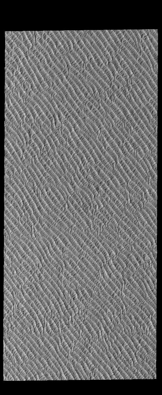 This VIS image of Olympia Undae was collected during north polar spring. The dunes are still partially covered by the winter frosts; as the region heats up the frost will dissipate to reveal the dark sand beneath. The density of dunes and the alignments of the dune crests varies with location, controlled by the amount of available sand and the predominant winds over time.  Olympia Undae is a vast dune field in the north polar region of Mars. It consists of a broad sand sea or erg that partly rings the north polar cap from about 120° to 240°E longitude and 78° to 83°N latitude. The dune field covers an area of approximately 470,000 km2 (bigger than California, smaller than Texas). Olympia Undae is the largest continuous dune field on Mars. Olympia Undae is not the only dune field near the north polar cap, several other smaller fields exist in the same latitude, but in other ranges of longitude, e.g. Abolos and Siton Undae. Barchan and transverse dune forms are the most common. In regions with limited available sand individual barchan dunes will form, the surface beneath and between the dunes is visible. In regions with large sand supplies, the sand sheet covers the underlying surface, and dune forms are found modifying the surface of the sand sheet. In this case transverse dunes are more common. Barchan dunes "point" down wind, transverse dunes are more linear and form parallel to the wind direction. The "square" shaped transverse dunes in Olympia Undae are due to two prevailing wind directions.  Orbit Number: 94624 Latitude: 80.6784 Longitude: 204.452 Instrument: VIS Captured: 2023-04-14 15:59  https://photojournal.jpl.nasa.gov/catalog/PIA26039