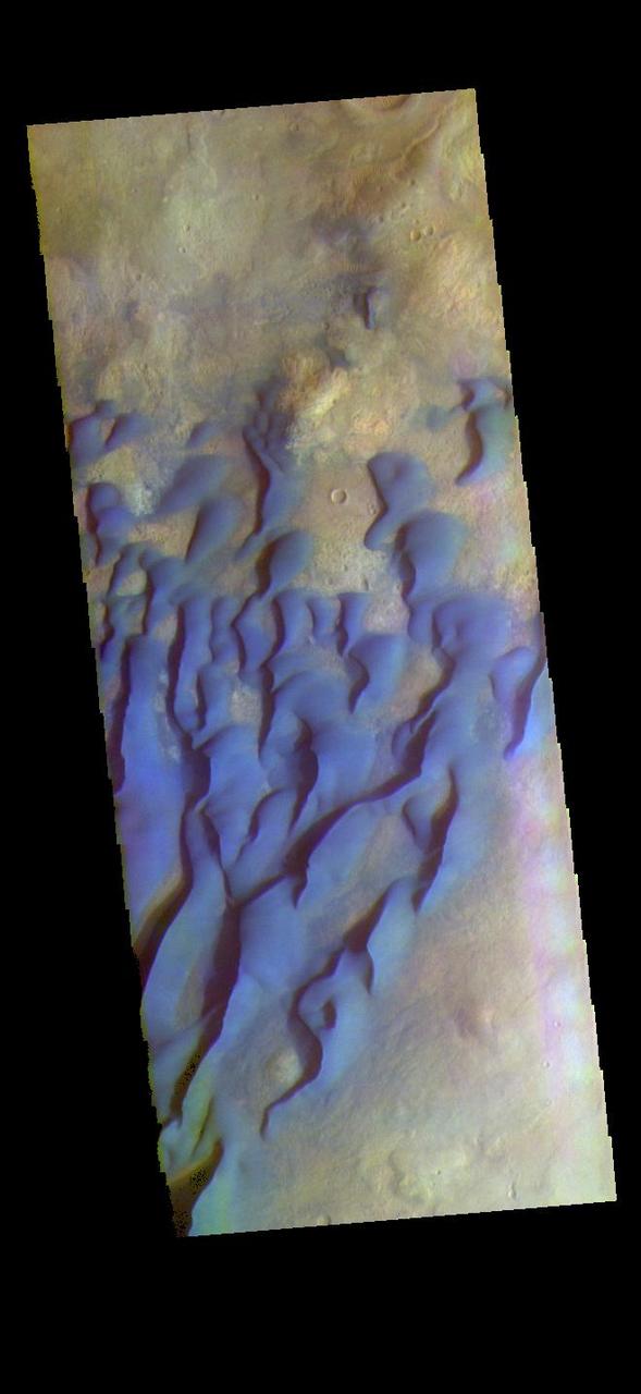 The THEMIS VIS camera contains 5 filters. The data from different filters can be combined in multiple ways to create a false color image. These false color images may reveal subtle variations of the surface not easily identified in a single band image. This false color image shows part of the floor of Kaiser Crater. Kaiser Crater is 207 km (129 miles) in diameter and is located in Noachis Terra west of Hellas Planitia. This sand dune field is one of several regions of sand dunes located in the southern part of the crater floor.  With enough wind and sand, sand dunes are formed. Dune morphology typically has a shallow slope on the side the wind is blowing from and a steep face on the other side. The lighter part of the dunes in this image are the steep slopes. Wind blows sand particles up the shallow slope and then the particles 'fall' off the crest of the dune down the steep side. With time, the constant wind will move the crest of the dune forward. Depending on the amount of available sand, dunes can grow to large heights and sizes. The dunes in this image are moving west – towards the left side of the image. Dark blue in this false color combination are typically basaltic sand.  The THEMIS VIS camera is capable of capturing color images of the Martian surface using five different color filters. In this mode of operation, the spatial resolution and coverage of the image must be reduced to accommodate the additional data volume produced from using multiple filters. To make a color image, three of the five filter images (each in grayscale) are selected. Each is contrast enhanced and then converted to a red, green, or blue intensity image. These three images are then combined to produce a full color, single image. Because the THEMIS color filters don't span the full range of colors seen by the human eye, a color THEMIS image does not represent true color. Also, because each single-filter image is contrast enhanced before inclusion in the three-color image, the apparent color variation of the scene is exaggerated. Nevertheless, the color variation that does appear is representative of some change in color, however subtle, in the actual scene. Note that the long edges of THEMIS color images typically contain color artifacts that do not represent surface variation.  Orbit Number: 92016 Latitude: -46.8341 Longitude: 19.8564 Instrument: VIS Captured: 2022-09-11 21:26  https://photojournal.jpl.nasa.gov/catalog/PIA26086